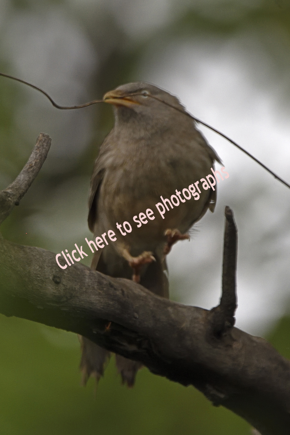 Click here to see photographs of Babbler birds